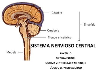 SISTEMA NERVIOSO CENTRAL
ENCÉFALO
MÉDULA ESPINAL
SISTEMA VENTRICULAR Y MENINGES
LÍQUIDO CEFALORRAQUÍDEO
 