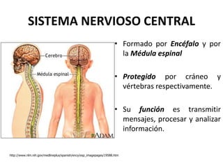 SISTEMA NERVIOSO CENTRAL
• Formado por Encéfalo y por
la Médula espinal
• Protegido por cráneo y
vértebras respectivamente.
• Su función es transmitir
mensajes, procesar y analizar
información.
http://www.nlm.nih.gov/medlineplus/spanish/ency/esp_imagepages/19588.htm
 
