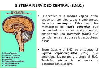 SISTEMA NERVIOSO CENTRAL (S.N.C.)
• El encéfalo y la médula espinal están
envueltos por tres capas membranosas
llamadas meninges. Éstas son las
membranas de tejido conectivo que
cubren todo el sistema nervioso central,
añadiéndole una protección blanda que
complementa a la dura de las estructuras
óseas
• Entre éstas y el SNC, se encuentra el
líquido cefalorraquídeo (LCR) que
amortigua los golpes y protege al SNC.
También intercambia nutrientes y
desechos con la sangre.
 