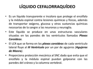 • Es un líquido transparente e incoloro que protege el encéfalo
y la médula espinal contra lesiones químicas y físicas, además
de transportar oxígeno, glucosa y otras sustancias químicas
necesarias de la sangre a las neuronas y neuroglia.
• Este líquido se produce en unas estructuras vasculares
situadas en las paredes de los ventrículos llamadas Plexos
Coroideos.
• El LCR que se forma en los plexos coroideos de cada ventrículo
lateral fluye al III Ventrículo por un par de agujeros (Agujeros
de Monro).
• Proporciona protección mecánica al SNC dado que evita que el
encéfalo y la médula espinal puedan golpearse con las
paredes del cráneo y la columna vertebral.
LÍQUIDO CEFALORRAQUÍDEO
 