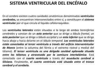 SISTEMA VENTRICULAR DEL ENCÉFALO
En el cerebro existen cuatro cavidades anatómicas denominadas ventrículos
cerebrales, se encuentran interconectados entre sí, y constituyen el sistema
ventricular por el que circula el líquido cefalorraquídeo.
Los ventrículos laterales están situados a lo largo de ambos hemisferios
cerebrales y constan de un asta anterior que se dirige a lóbulo frontal, un
asta posterior que se dirige a lóbulo occipital y un asta inferior que se dirige
hacia abajo y hacia delante en el lóbulo temporal. Los ventrículos laterales
están conectados al tercer ventrículo a través del orificio interventricular
de Monro (entre la columna del fórnix y el extremo rostral y medial del
tálamo). El tercer ventrículo es una delgada cavidad aplanada situada
entre los tálamos y atravesada por la comisura intertalámica. Está
conectado con el cuarto ventrículo a través del acueducto cerebral o
Silviano. Finalmente, el cuarto ventrículo está situado entre el tronco
cerebral y el cerebelo.
 