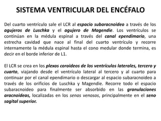 SISTEMA VENTRICULAR DEL ENCÉFALO
Del cuarto ventrículo sale el LCR al espacio subaracnoideo a través de los
agujeros de Luschka y el agujero de Magendie. Los ventrículos se
continúan en la médula espinal a través del canal ependimario, una
estrecha cavidad que nace al final del cuarto ventrículo y recorre
internamente la médula espinal hasta el cono medular donde termina, es
decir en el borde inferior de L1.
El LCR se crea en los plexos coroideos de los ventrículos laterales, tercero y
cuarto, viajando desde el ventrículo lateral al tercero y al cuarto para
continuar por el canal ependimario o descargar al espacio subaracnoideo a
través de los orificios de Luschka y Magendie. Recorre todo el espacio
subaracnoideo para finalmente ser absorbido en las granulaciones
aracnoideas, localizadas en los senos venosos, principalmente en el seno
sagital superior.
 