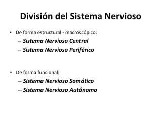 División del Sistema Nervioso
• De forma estructural - macroscópico:
– Sistema Nervioso Central
– Sistema Nervioso Periférico
• De forma funcional:
– Sistema Nervioso Somático
– Sistema Nervioso Autónomo
 