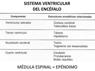 SISTEMA VENTRICULAR
DEL ENCÉFALO
MÉDULA ESPINAL = EPÉNDIMO
 