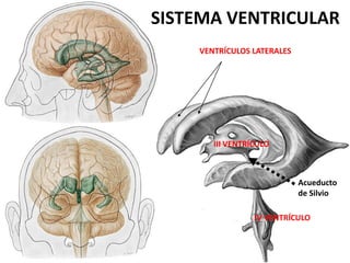 SISTEMA VENTRICULAR
VENTRÍCULOS LATERALES
IV VENTRÍCULO
Acueducto
de Silvio
III VENTRÍCULO
 