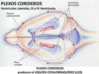 PLEXOS COROIDEOS
Ventrículos Laterales, III y IV Ventrículos
PLEXOS COROIDEOS
producen el LÍQUIDO CEFALORRAQUÍDEO (LCR)
 
