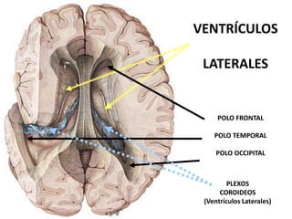 VENTRÍCULOS
LATERALES
POLO FRONTAL
POLO TEMPORAL
POLO OCCIPITAL
PLEXOS
COROIDEOS
(Ventrículos Laterales)
 