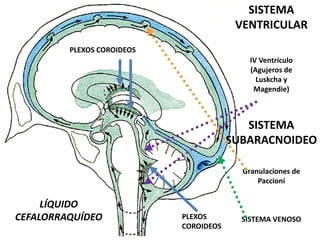 LÍQUIDO
CEFALORRAQUÍDEO
PLEXOS COROIDEOS
PLEXOS
COROIDEOS
SISTEMA
VENTRICULAR
IV Ventrículo
(Agujeros de
Luskcha y
Magendie)
SISTEMA
SUBARACNOIDEO
Granulaciones de
Paccioni
SISTEMA VENOSO
 
