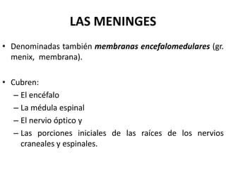 LAS MENINGES
• Denominadas también membranas encefalomedulares (gr.
menix, membrana).
• Cubren:
– El encéfalo
– La médula espinal
– El nervio óptico y
– Las porciones iniciales de las raíces de los nervios
craneales y espinales.
 