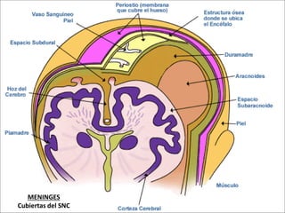 MENINGES
Cubiertas del SNC
 