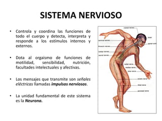 SISTEMA NERVIOSO
• Controla y coordina las funciones de
todo el cuerpo y detecta, interpreta y
responde a los estímulos internos y
externos.
• Dota al orgaismo de funciones de
motilidad, sensibilidad, nutrición,
facultades intelectuales y afectivas.
• Los mensajes que transmite son señales
eléctricas llamadas impulsos nerviosos.
• La unidad fundamental de este sistema
es la Neurona.
 