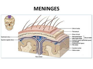 MENINGES
 