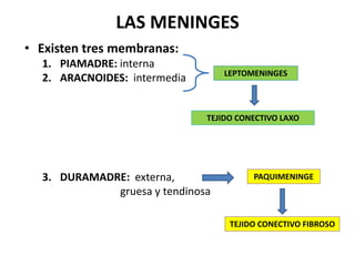 LAS MENINGES
• Existen tres membranas:
1. PIAMADRE: interna
2. ARACNOIDES: intermedia
3. DURAMADRE: externa,
gruesa y tendinosa
LEPTOMENINGES
PAQUIMENINGE
TEJIDO CONECTIVO LAXO
TEJIDO CONECTIVO FIBROSO
 