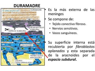 DURAMADRE
• Es la más externa de las
meninges
• Se compone de:
• Tejido conectivo fibroso.
• Nervios sensitivos.
• Vasos sanguíneos.
• Su superficie interna está
recubierta por fibroblastos
aplanados y esta separada
de la aracnoides por el
espacio subdural.
 
