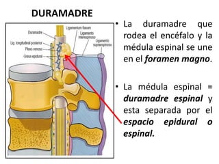 DURAMADRE
• La duramadre que
rodea el encéfalo y la
médula espinal se une
en el foramen magno.
• La médula espinal =
duramadre espinal y
esta separada por el
espacio epidural o
espinal.
 