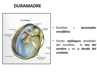 DURAMADRE
• Encéfalo = duramadre
encefálica.
• Forma repliegues alrededor
del encéfalo, la hoz del
cerebro y en la tienda del
cerebelo.
 