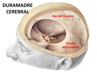 Hoz del Cerebro
Tienda
del Cerebelo
DURAMADRE
CEREBRAL
 