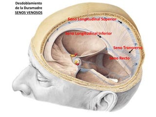 Desdoblamiento
de la Duramadre
SENOS VENOSOS
Seno Recto
Seno Longitudinal Superior
Seno Longitudinal Inferior
Seno Transverso
 