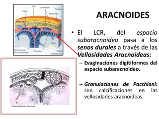 ARACNOIDES
• El LCR, del espacio
subaracnoideo pasa a los
senos durales a través de las
Vellosidades Aracnoideas:
– Evaginaciones digitiformes del
espacio subaracnoideo.
– Granulaciones de Pacchioni:
son calcificaciones en las
vellosidades aracnoideas.
 