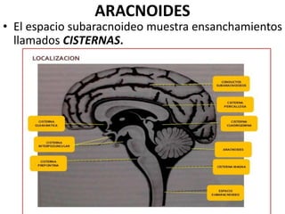 ARACNOIDES
• El espacio subaracnoideo muestra ensanchamientos
llamados CISTERNAS.
 
