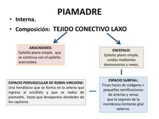 PIAMADRE
• Interna.
• Composición: TEJIDO CONECTIVO LAXO
ARACNOIDES:
Epitelio plano simple, que
se continua con el epitelio
aracnoideo.
ENCEFALO:
Epitelio plano simple,
unidas mediantes
desmosomas y nexos.
ESPACIO SUBPIAL:
Finos haces de colágeno +
pequeñas ramificaciones
de arterias y venas
que la separan de la
membrana limitante glial
externa.
ESPACIO PERIVASCULAR DE ROBIN-VIRCHOW:
Una hendidura que se forma en la arteria que
ingresa al encéfalo y que se rodea de
piamadre, hasta que desaparece alrededor de
los capilares.
 