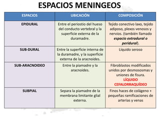 ESPACIOS MENINGEOS
ESPACIOS UBICACIÓN COMPOSICIÓN
EPIDURAL Entre el periostio del hueso
del conducto vertebral y la
superficie externa de la
duramadre.
Tejido conectivo laxo, tejido
adiposo, plexos venosos y
nervios. (también llamado
espacio extradural o
peridural).
SUB-DURAL Entre la superficie interna de
la duramadre, y la superficie
externa de la aracnoides.
Líquido seroso
SUB-ARACNOIDEO Entre la piamadre y la
aracnoides.
Fibroblastos modificados
unidos por desmososmas y
uniones de fisura.
LÍQUIDO
CEFALORRAQUÍDEO
SUBPIAL Separa la piamadre de la
membrana limitante glial
externa.
Finos haces de colágeno +
pequeñas ramificaciones de
arterias y venas
 
