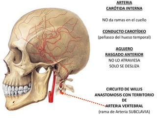 ARTERIA
CARÓTIDA INTERNA
NO da ramas en el cuello
CONDUCTO CAROTÍDEO
(peñasco del hueso temporal)
AGUJERO
RASGADO ANTERIOR
NO LO ATRAVIESA
SOLO SE DESLIZA
CIRCUITO DE WILLIS
ANASTOMOSIS CON TERRITORIO
DE
ARTERIA VERTEBRAL
(rama de Arteria SUBCLAVIA)
 