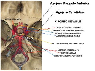 CIRCUITO DE WILLIS
ARTERIA CARÓTIDA INTERNA
ARTERIA COMUNICANTE ANTERIOR
ARTERIA CEREBRAL ANTERIOR
ARTERIA CEREBRAL MEDIA
ARTERIA COMUNICANTE POSTERIOR
ARTERIAS VERTEBRALES
TRONCO BASILAR
ARTERIA CEREBRAL POSTERIOR
Agujero Rasgado Anterior
Agujero Carotídeo
ARTERIA OFTÁLMICA
 