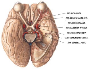 ART. COMUNICANTE ANT.
ART. CEREBRAL ANT.
ART. CARÓTIDA INTERNA
ART. CEREBRAL MEDIA
ART. COMUNICANTE POST.
ART. CEREBRAL POST.
ART. OFTÁLMICA
 