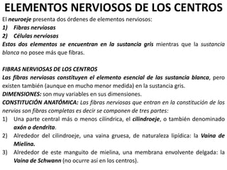 ELEMENTOS NERVIOSOS DE LOS CENTROS
El neuroeje presenta dos órdenes de elementos nerviosos:
1) Fibras nerviosas
2) Células nerviosas
Estos dos elementos se encuentran en la sustancia gris mientras que la sustancia
blanca no posee más que fibras.
FIBRAS NERVIOSAS DE LOS CENTROS
Las fibras nerviosas constituyen el elemento esencial de las sustancia blanca, pero
existen también (aunque en mucho menor medida) en la sustancia gris.
DIMENSIONES: son muy variables en sus dimensiones.
CONSTITUCIÓN ANATÓMICA: Las fibras nerviosas que entran en la constitución de los
nervios son fibras completas es decir se componen de tres partes:
1) Una parte central más o menos cilíndrica, el cilindroeje, o también denominado
axón o dendrita.
2) Alrededor del cilindroeje, una vaina gruesa, de naturaleza lipídica: la Vaina de
Mielina.
3) Alrededor de este manguito de mielina, una membrana envolvente delgada: la
Vaina de Schwann (no ocurre así en los centros).
 