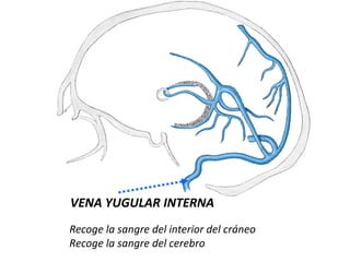 VENA YUGULAR INTERNA
Recoge la sangre del interior del cráneo
Recoge la sangre del cerebro
 