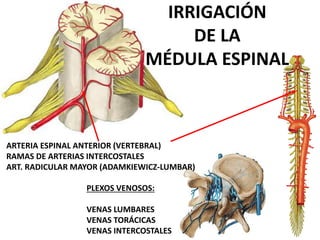 IRRIGACIÓN
DE LA
MÉDULA ESPINAL
ARTERIA ESPINAL ANTERIOR (VERTEBRAL)
RAMAS DE ARTERIAS INTERCOSTALES
ART. RADICULAR MAYOR (ADAMKIEWICZ-LUMBAR)
PLEXOS VENOSOS:
VENAS LUMBARES
VENAS TORÁCICAS
VENAS INTERCOSTALES
 