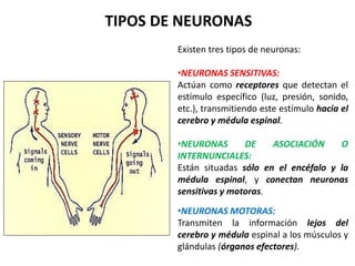 TIPOS DE NEURONAS
Existen tres tipos de neuronas:
•NEURONAS SENSITIVAS:
Actúan como receptores que detectan el
estímulo específico (luz, presión, sonido,
etc.), transmitiendo este estímulo hacia el
cerebro y médula espinal.
•NEURONAS DE ASOCIACIÓN O
INTERNUNCIALES:
Están situadas sólo en el encéfalo y la
médula espinal, y conectan neuronas
sensitivas y motoras.
•NEURONAS MOTORAS:
Transmiten la información lejos del
cerebro y médula espinal a los músculos y
glándulas (órganos efectores).
 