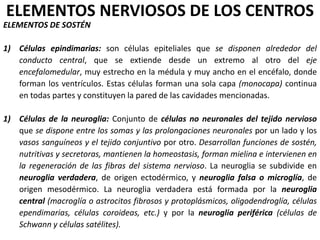 ELEMENTOS NERVIOSOS DE LOS CENTROS
ELEMENTOS DE SOSTÉN
1) Células epindimarias: son células epiteliales que se disponen alrededor del
conducto central, que se extiende desde un extremo al otro del eje
encefalomedular, muy estrecho en la médula y muy ancho en el encéfalo, donde
forman los ventrículos. Estas células forman una sola capa (monocapa) continua
en todas partes y constituyen la pared de las cavidades mencionadas.
1) Células de la neuroglia: Conjunto de células no neuronales del tejido nervioso
que se dispone entre los somas y las prolongaciones neuronales por un lado y los
vasos sanguíneos y el tejido conjuntivo por otro. Desarrollan funciones de sostén,
nutritivas y secretoras, mantienen la homeostasis, forman mielina e intervienen en
la regeneración de las fibras del sistema nervioso. La neuroglia se subdivide en
neuroglia verdadera, de origen ectodérmico, y neuroglia falsa o microglía, de
origen mesodérmico. La neuroglia verdadera está formada por la neuroglia
central (macroglía o astrocitos fibrosos y protoplásmicos, oligodendroglía, células
ependimarias, células coroideas, etc.) y por la neuroglia periférica (células de
Schwann y células satélites).
 
