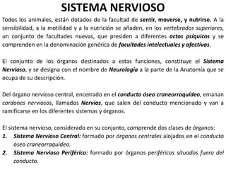 SISTEMA NERVIOSO
Todos los animales, están dotados de la facultad de sentir, moverse, y nutrirse. A la
sensibilidad, a la motilidad y a la nutrición se añaden, en los vertebrados superiores,
un conjunto de facultades nuevas, que presiden a diferentes actos psíquicos y se
comprenden en la denominación genérica de facultades intelectuales y afectivas.
El conjunto de los órganos destinados a estas funciones, constituye el Sistema
Nervioso, y se designa con el nombre de Neurología a la parte de la Anatomía que se
ocupa de su descripción.
Del órgano nervioso central, encerrado en el conducto óseo craneorraquídeo, emanan
cordones nerviosos, llamados Nervios, que salen del conducto mencionado y van a
ramificarse en los diferentes sistemas y órganos.
El sistema nervioso, considerado en su conjunto, comprende dos clases de órganos:
1. Sistema Nervioso Central: formado por órganos centrales alojados en el conducto
óseo craneorraquídeo.
2. Sistema Nervioso Periférico: formado por órganos periféricos situados fuera del
conducto.
 