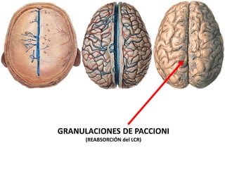 GRANULACIONES DE PACCIONI
(REABSORCIÓN del LCR)
 