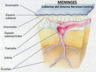 MENINGES
Cubiertas del Sistema Nervioso Central
 