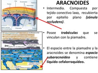 ARACNOIDES
• Intermedia. Compuesta por
tejido conectivo laxo, recubierta
por epitelio plano (zónula
occludens).
• Posee trabéculas que se
vinculan con la piamadre.
• El espacio entre la piamadre y la
aracnoides se denomina espacio
subaracnoideo y contiene
líquido cefalorraquídeo.
 