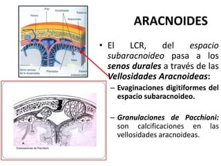 ARACNOIDES
• El LCR, del espacio
subaracnoideo pasa a los
senos durales a través de las
Vellosidades Aracnoideas:
– Evaginaciones digitiformes del
espacio subaracnoideo.
– Granulaciones de Pacchioni:
son calcificaciones en las
vellosidades aracnoideas.
 