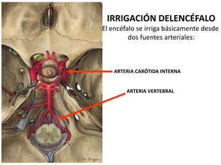 IRRIGACIÓN DELENCÉFALO
El encéfalo se irriga básicamente desde
dos fuentes arteriales:
ARTERIA CARÓTIDA INTERNA
ARTERIA VERTEBRAL
 