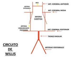 CIRCUITO
DE
WILLIS
ARTERIAS VERTEBRALES
TRONCO BASILAR
ART. CEREBRAL POSTERIOR
ART. CEREBRAL MEDIA
ART. CEREBRAL ANTERIOR
ARTERIA
CARÓTIDA
ARTERIA
OFTÁLMICA
ACA
ARTERIA
COMUNICANTE
POSTERIOR
 