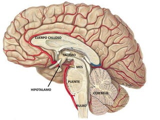 PUENTE
BULBO
MES
TALAMO
HIPOTALAMO
CEREBELO
CUERPO CALLOSO
 