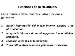 Funciones de la NEURONA
Cada neurona debe realizar cuatro funciones
generales:
1. Recibir información del medio interno, externo y de
otras neuronas.
2. Integrar la información recibida y producir una señal de
respuesta.
3. Conducir la señal a su terminación.
4. Transmitir a otras neuronas, glándulas o músculos.
 