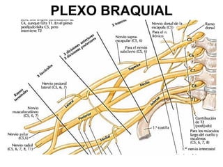 PLEXO BRAQUIAL
 