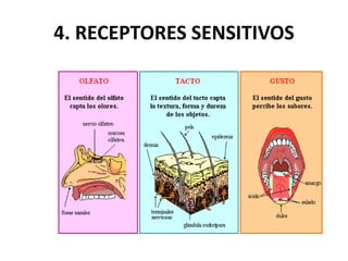 4. RECEPTORES SENSITIVOS
 