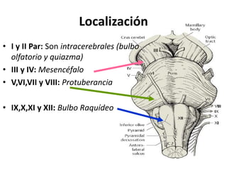 Localización
• I y II Par: Son intracerebrales (bulbo
olfatorio y quiazma)
• III y IV: Mesencéfalo
• V,VI,VII y VIII: Protuberancia
• IX,X,XI y XII: Bulbo Raquídeo
 