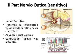 • Nervio Sensitivo
• Transmite la información
visual desde la retina hasta
el cerebro.
• Agudeza visual, colores
• Contracción Pupilar: vías
aferentes
II Par: Nervio Óptico (sensitivo)
 