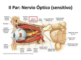 II Par: Nervio Óptico (sensitivo)
 