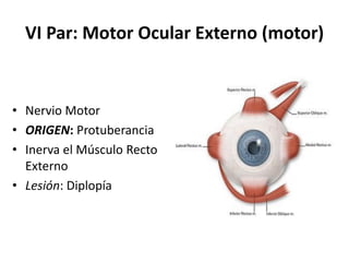 VI Par: Motor Ocular Externo (motor)
• Nervio Motor
• ORIGEN: Protuberancia
• Inerva el Músculo Recto
Externo
• Lesión: Diplopía
 