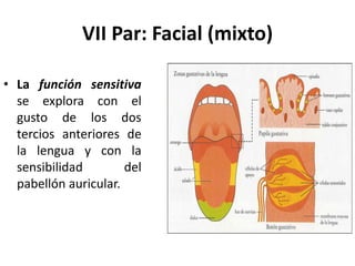 • La función sensitiva
se explora con el
gusto de los dos
tercios anteriores de
la lengua y con la
sensibilidad del
pabellón auricular.
VII Par: Facial (mixto)
 